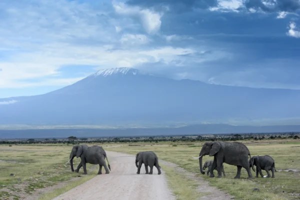 Female elephants help other females raise their offspring, they are called Aunts