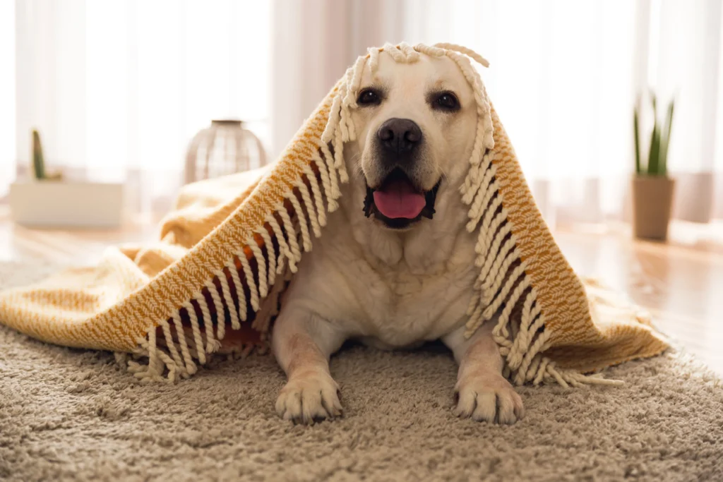 A lumpy rug with a cute face to distract you