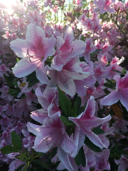 Flowers for my friends