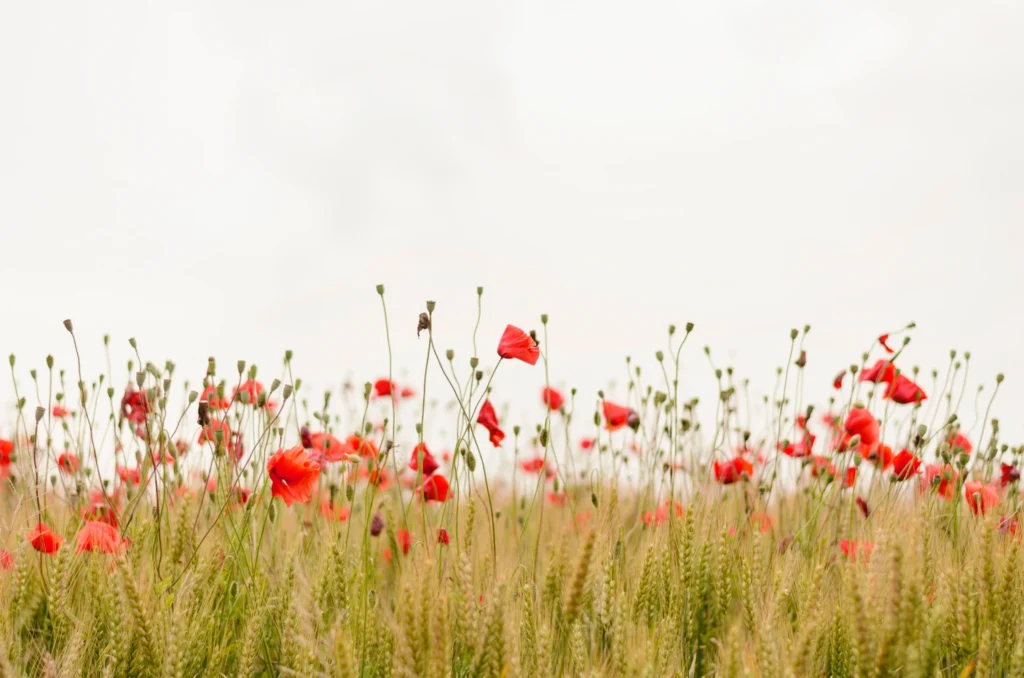 poppy-field Who are you, Lord? An Artist like none other...