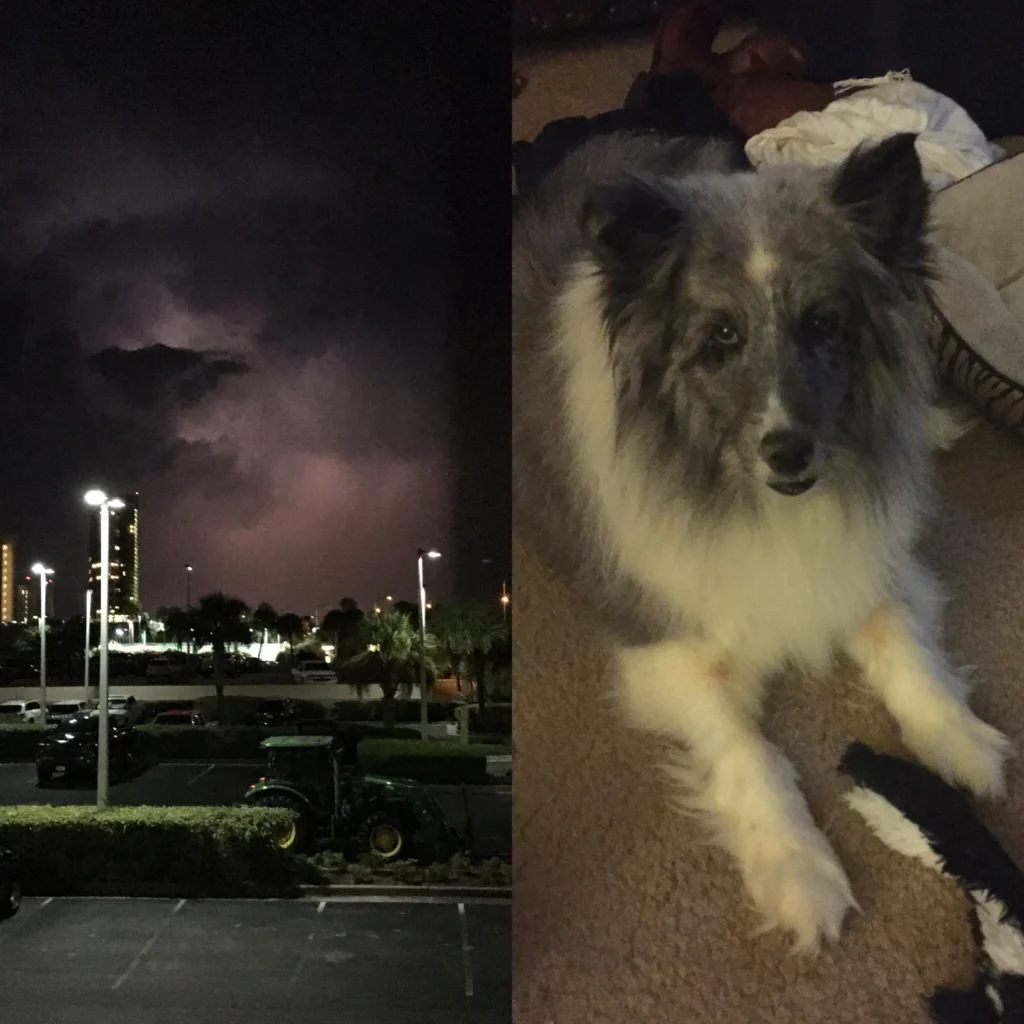 rain_dog Rain