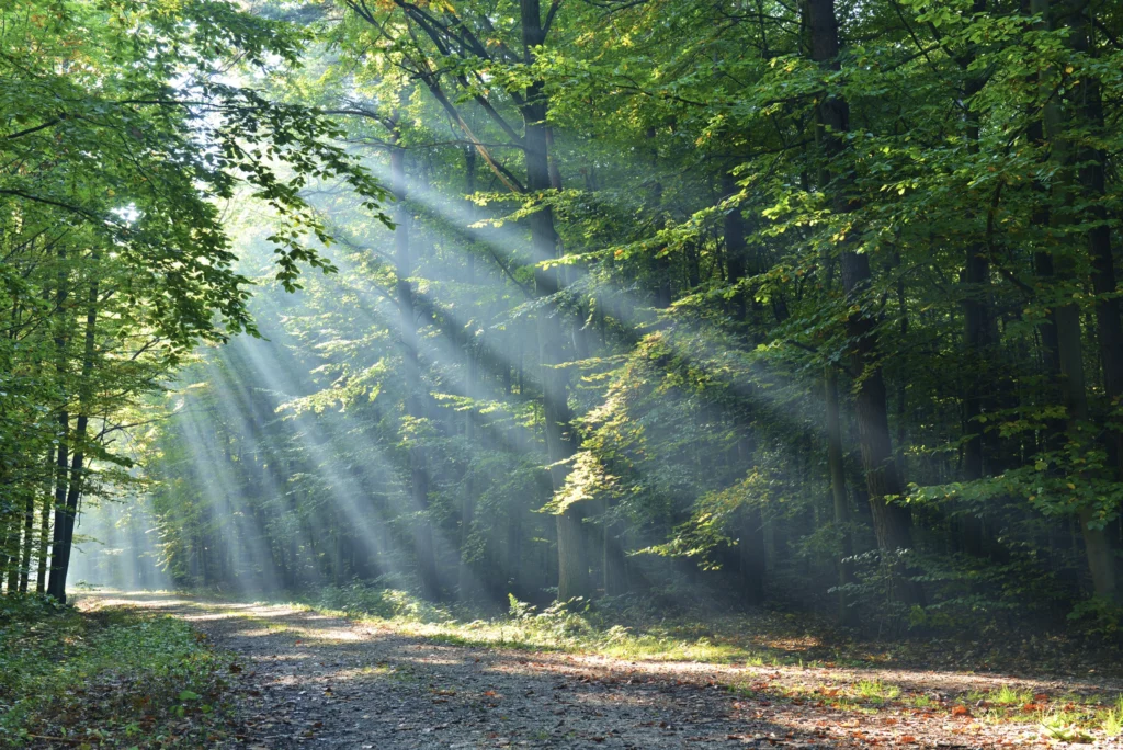 Photo of forest road - Just as the sun shines to light our way, God's word provides an internal light for our path