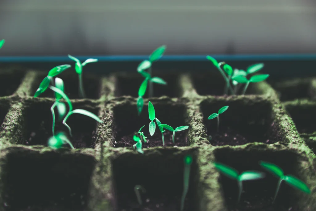 water-seeds Our prayers are like the water seeds of faith planted in ours need to grow.