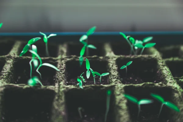 Our prayers are like the water seeds of faith planted in ours need to grow.
