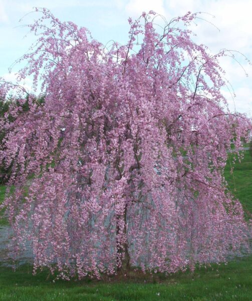 Beautiful Weeping Cherry Tree