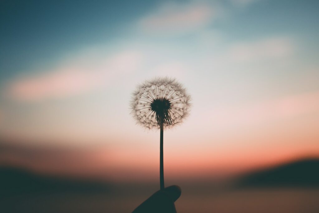 person holding dandelion flower - Advent Devotional Hope