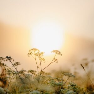 Wildflowers silhouetted against a foggy sunrise.